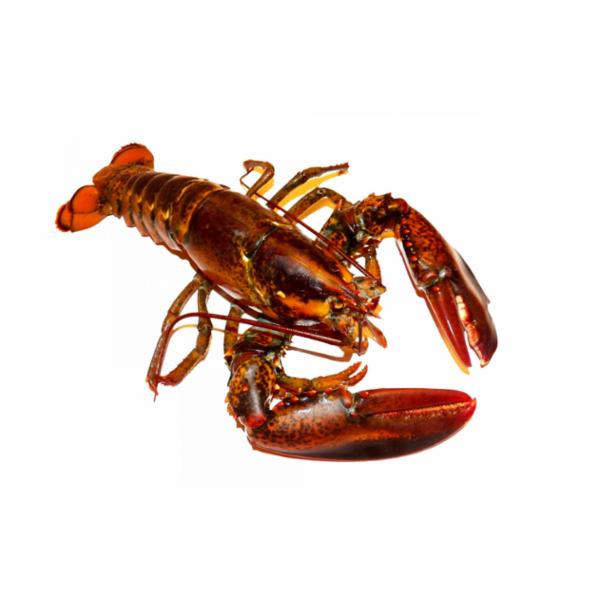 Aragosta Indopacifica cruda decongelata