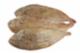 Sogliola