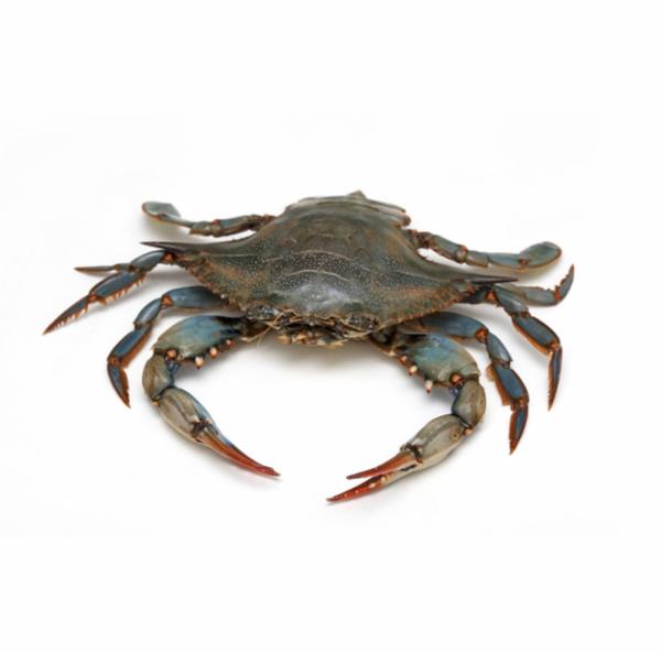 Granchio Blu Nuotatore Fresco