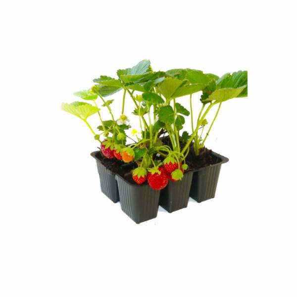 Piantine Di Fragole Vaso 14 Cm