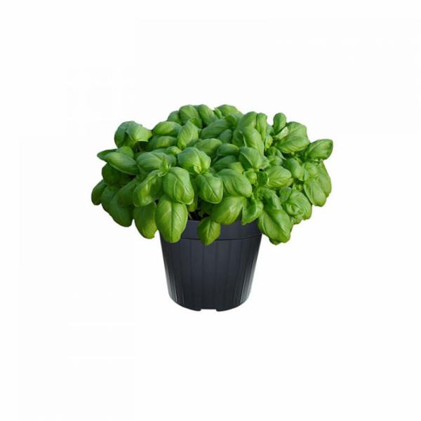 Basilico Vaso 14