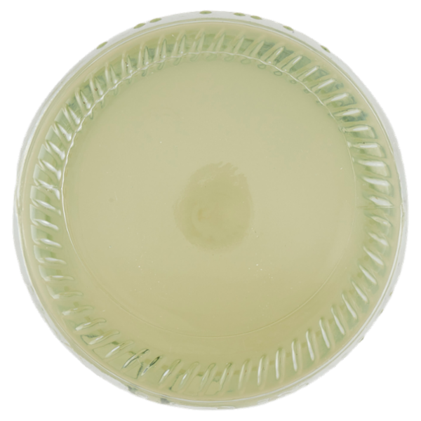 Galvanina Ginger Beer Biologico 355 ml