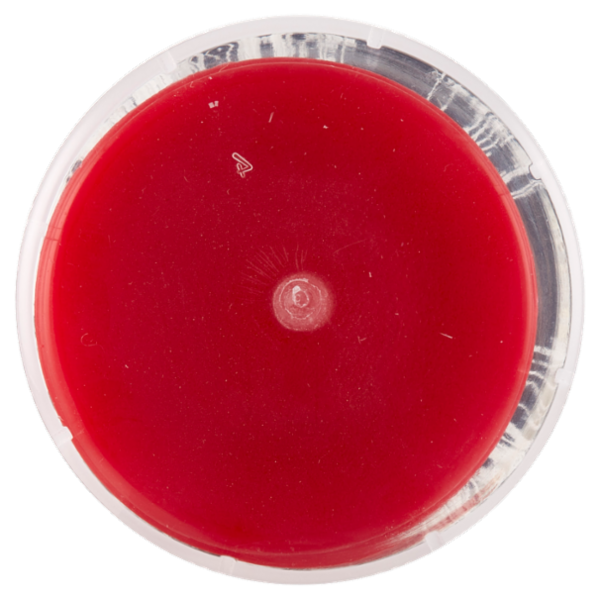 Shoes'Xpert Sport Sneaker Foam 200 ml