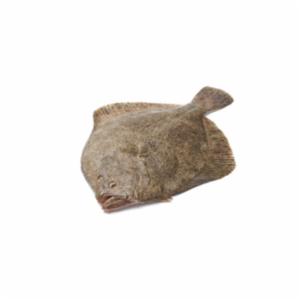 Rombo 600/1000 Estero