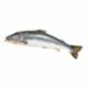 Salmone 5/6 Allevato Norvegia Qs