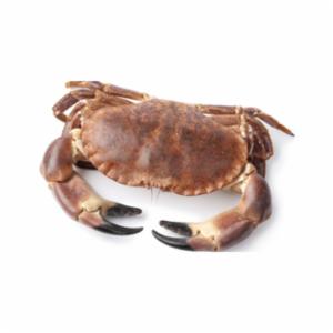 Granchiporri