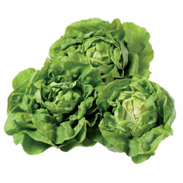 Lattuga Trocadero 280 g
