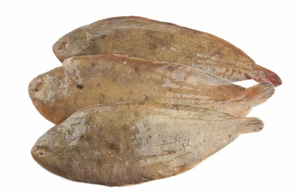 Sogliola