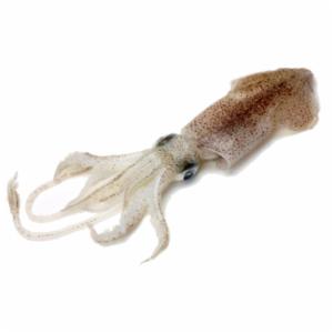 Calamari Veraci Decongelati