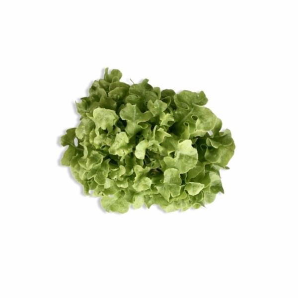 Insalata Lollo Italia