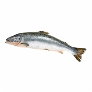 Salmone 5/6 Allevato Norvegia Qs