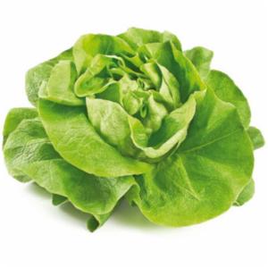 Insalata Lattuga Trocadero